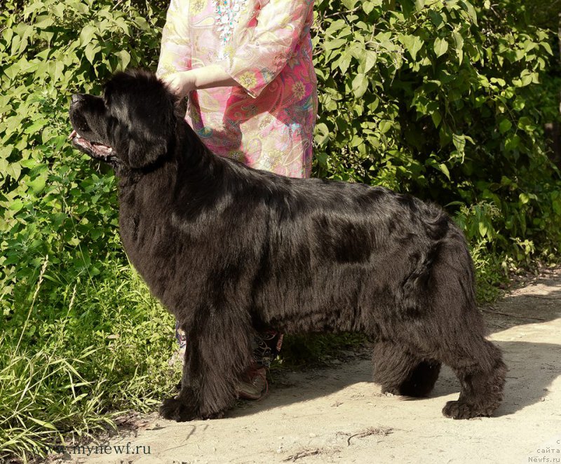 Фото: ньюфаундленд Ньюфорт Царица Ночи