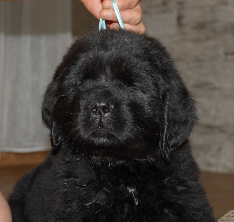 Фото: ньюфаундленд Chardonnay Kara Deniz