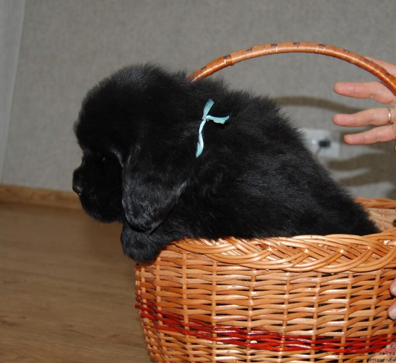 Фото: ньюфаундленд Chardonnay Kara Deniz