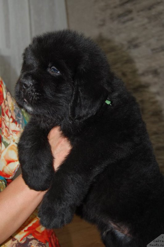 Фото: ньюфаундленд Chardonnay Kara Deniz