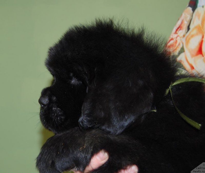 Фото: ньюфаундленд Chardonnay Kara Deniz