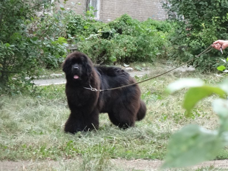 Фото: ньюфаундленд Ньюфорт Жорджия