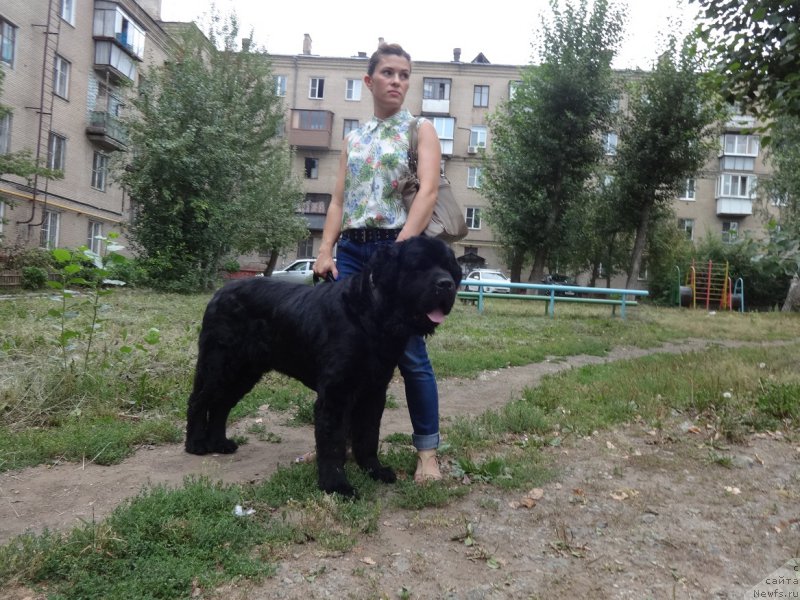 Фото: ньюфаундленд Ньюфорт Смайл Фрэнди