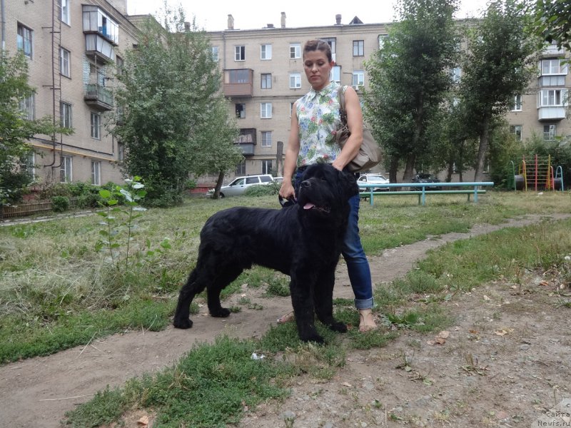 Фото: ньюфаундленд Ньюфорт Смайл Фрэнди