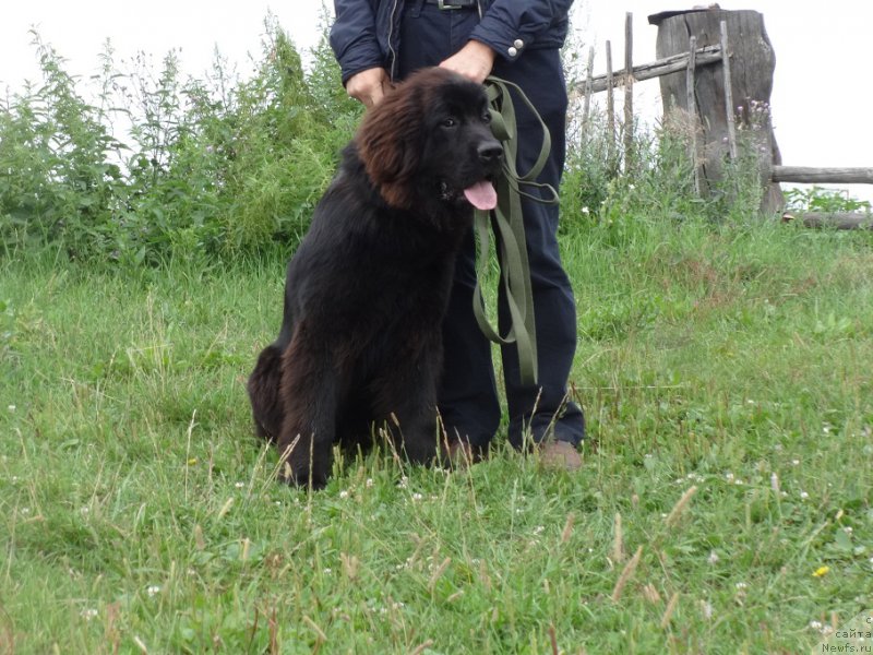 Фото: ньюфаундленд Ньюфорт Звенислава
