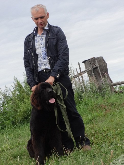 Фото: ньюфаундленд Ньюфорт Звенислава