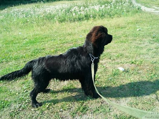 Фото: ньюфаундленд Ньюфорт Звенислава