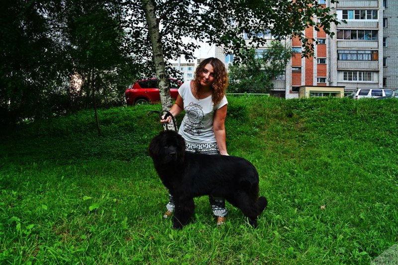 Фото: ньюфаундленд Ньюфорт Золото Сатори (Njufort Zoloto Satori)