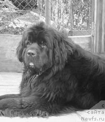 Фото: ньюфаундленд Ньюфорт Атлантида (Njufort Atlantida)