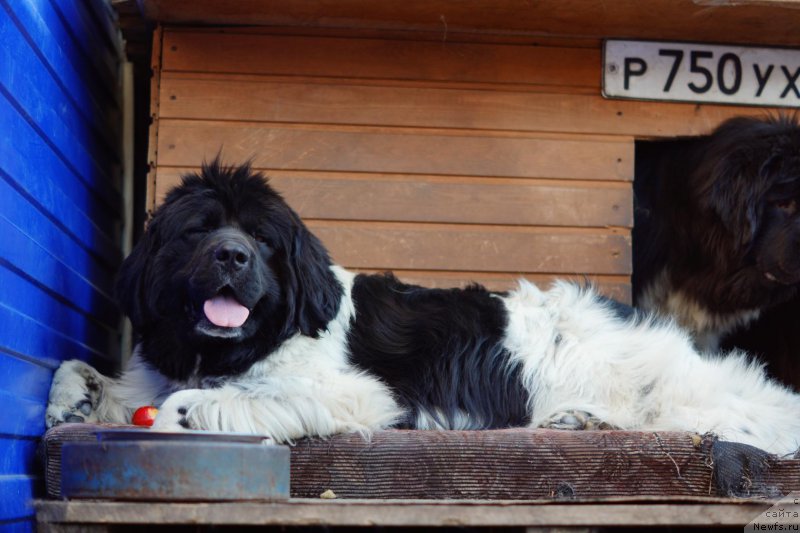 Фото: ньюфаундленд Варгас Де Ла Масса Армандо (Vargas de la Massa Armando)