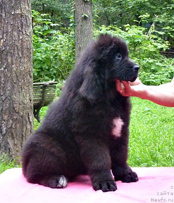 Фото: ньюфаундленд Смигар Вэнити Фэа (Smigar Vanity Fair)