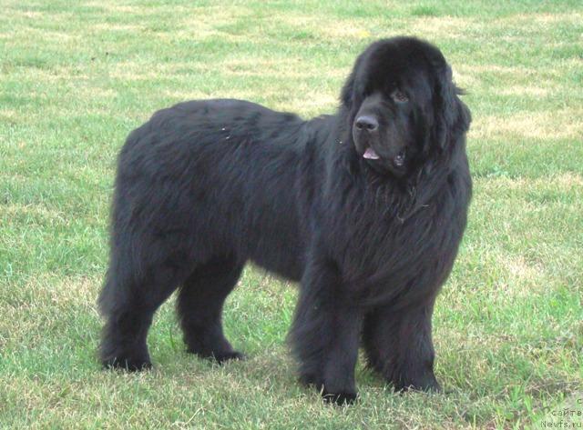 Фото: ньюфаундленд Супер Премиум Бумер