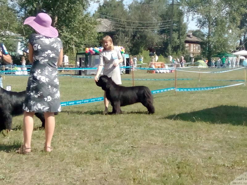 Фото: ньюфаундленд Блэк Диамонд Агидель от Потапа Чарлотта