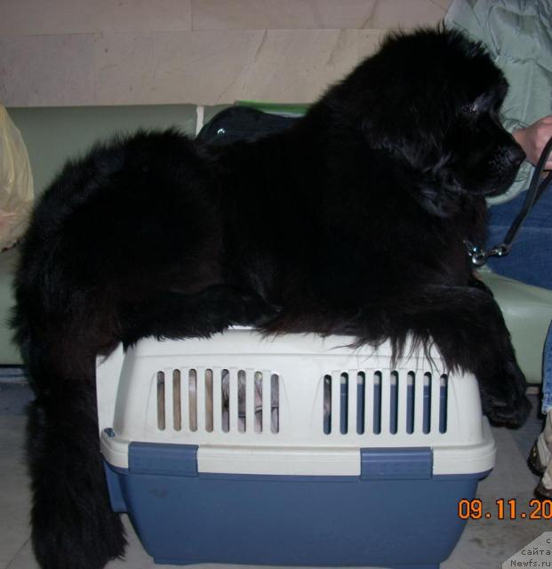 Фото: ньюфаундленд Гленджоан Эксо (Glendzhoah Ekso)