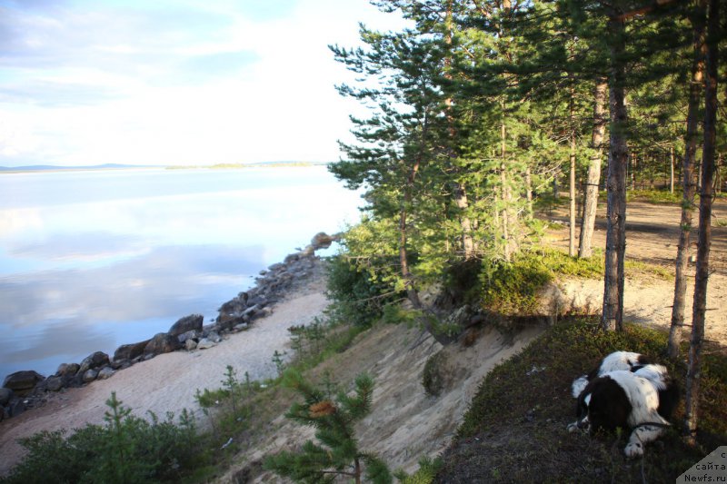 Фото: ньюфаундленд Беринг от Карельских Медведей