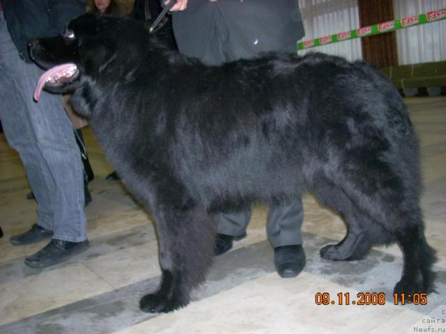 Фото: ньюфаундленд Конан Пандэроуз