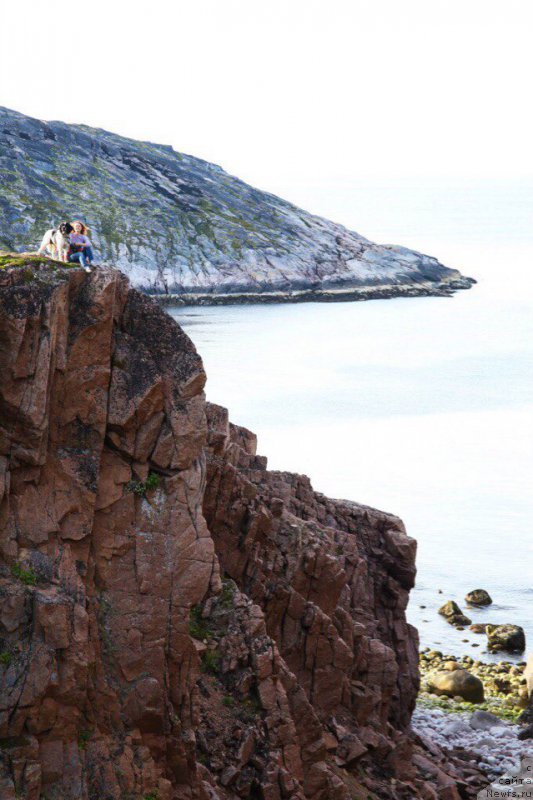 Фото: ньюфаундленд Беринг от Карельских Медведей