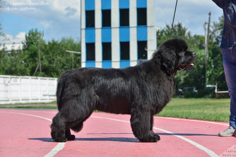 Фото: ньюфаундленд С'Нежная Вьюга Альянико Дель Вультуре (S'Nezhnaya Vjuga Alyaniko del Vulture)