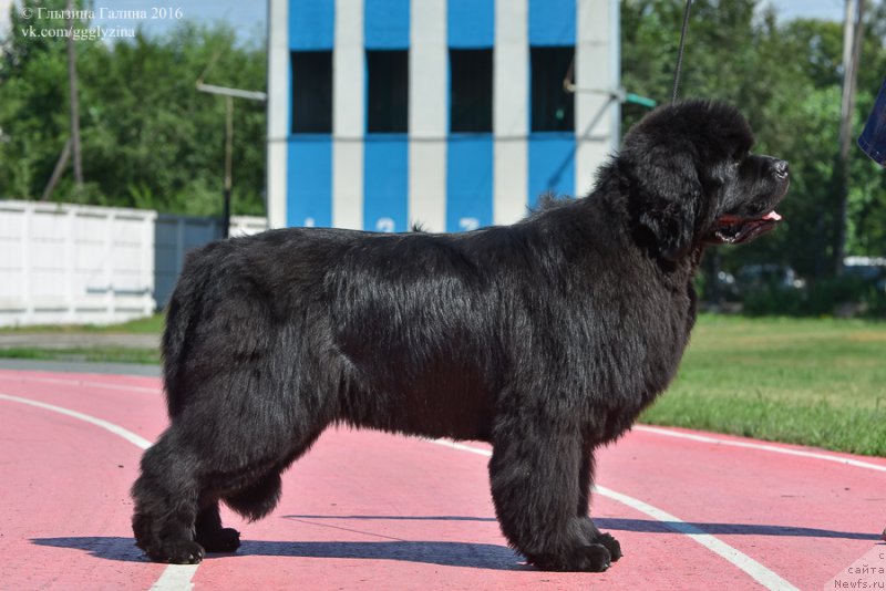 Фото: ньюфаундленд С'Нежная Вьюга Альянико Дель Вультуре (S'Nezhnaya Vjuga Alyaniko del Vulture)