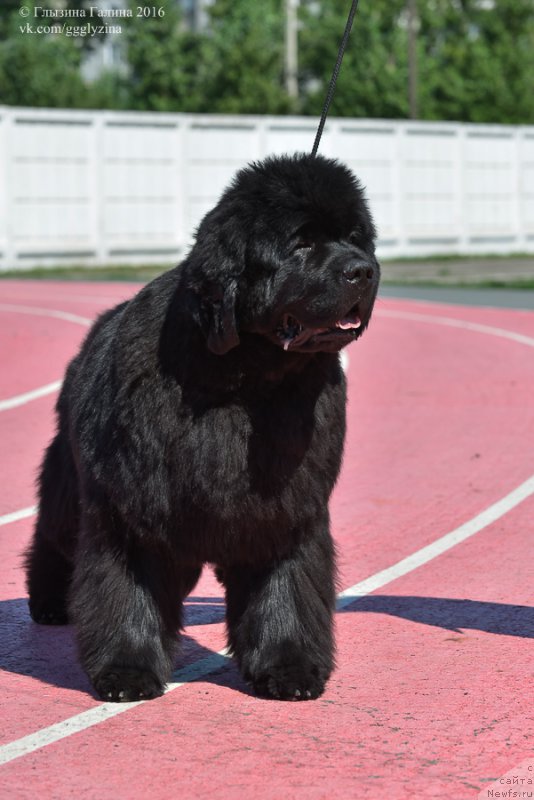 Фото: ньюфаундленд С'Нежная Вьюга Альянико Дель Вультуре (S'Nezhnaya Vjuga Alyaniko del Vulture)