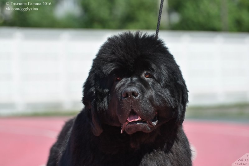 Фото: ньюфаундленд С'Нежная Вьюга Альянико Дель Вультуре (S'Nezhnaya Vjuga Alyaniko del Vulture)
