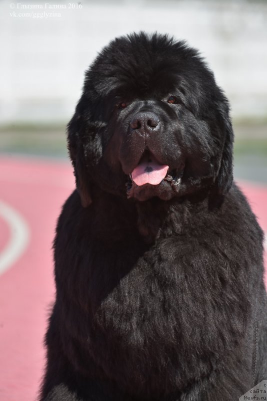 Фото: ньюфаундленд С'Нежная Вьюга Альянико Дель Вультуре (S'Nezhnaya Vjuga Alyaniko del Vulture)