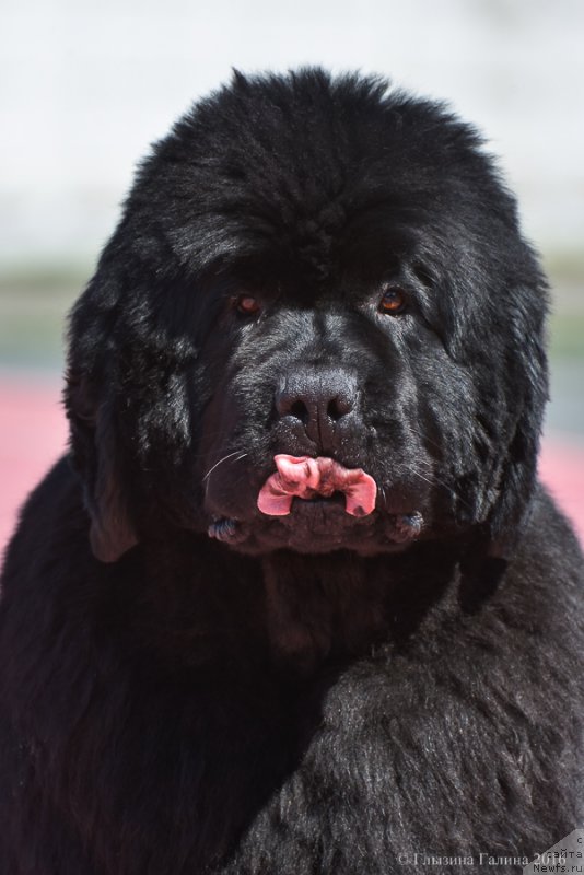 Фото: ньюфаундленд С'Нежная Вьюга Альянико Дель Вультуре (S'Nezhnaya Vjuga Alyaniko del Vulture)