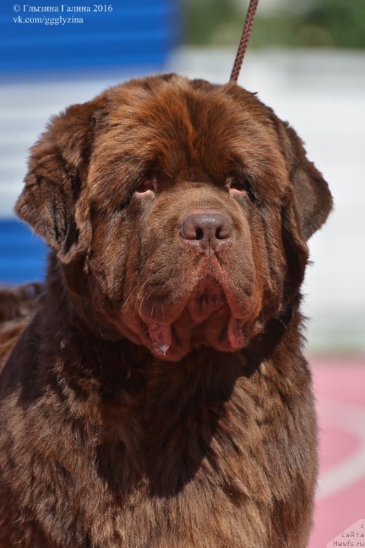 Фото: ньюфаундленд Плюшевая Панда Гиоргио Беуерлу Хиллс (Plushevaya Panda Giorgio Beuerlu Hills)