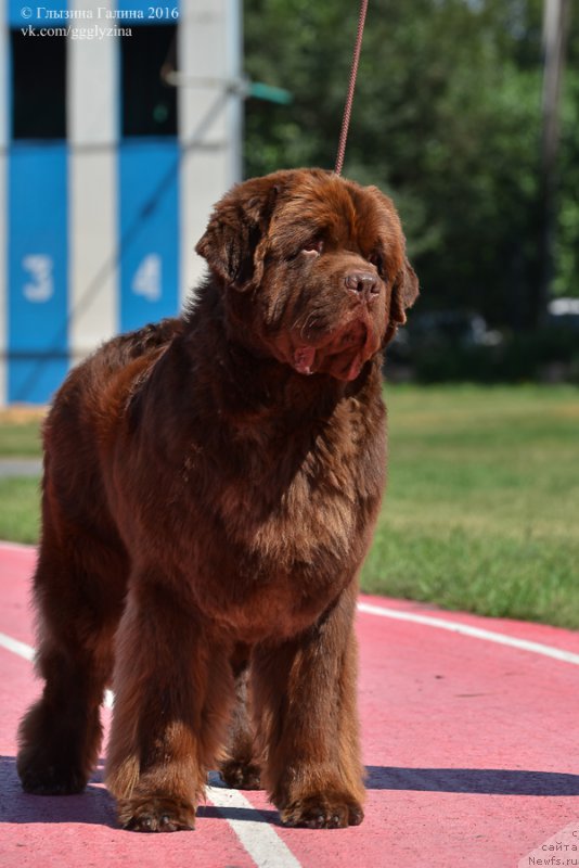 Фото: ньюфаундленд Плюшевая Панда Гиоргио Беуерлу Хиллс (Plushevaya Panda Giorgio Beuerlu Hills)