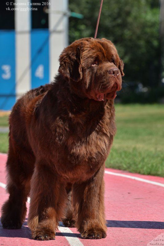 Фото: ньюфаундленд Плюшевая Панда Гиоргио Беуерлу Хиллс (Plushevaya Panda Giorgio Beuerlu Hills)