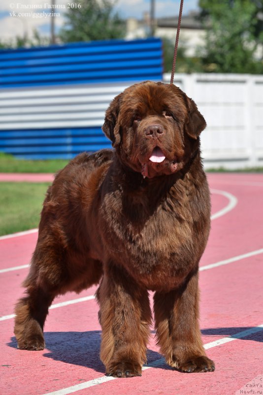 Фото: ньюфаундленд Плюшевая Панда Гиоргио Беуерлу Хиллс (Plushevaya Panda Giorgio Beuerlu Hills)
