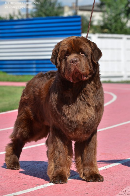 Фото: ньюфаундленд Плюшевая Панда Гиоргио Беуерлу Хиллс (Plushevaya Panda Giorgio Beuerlu Hills)