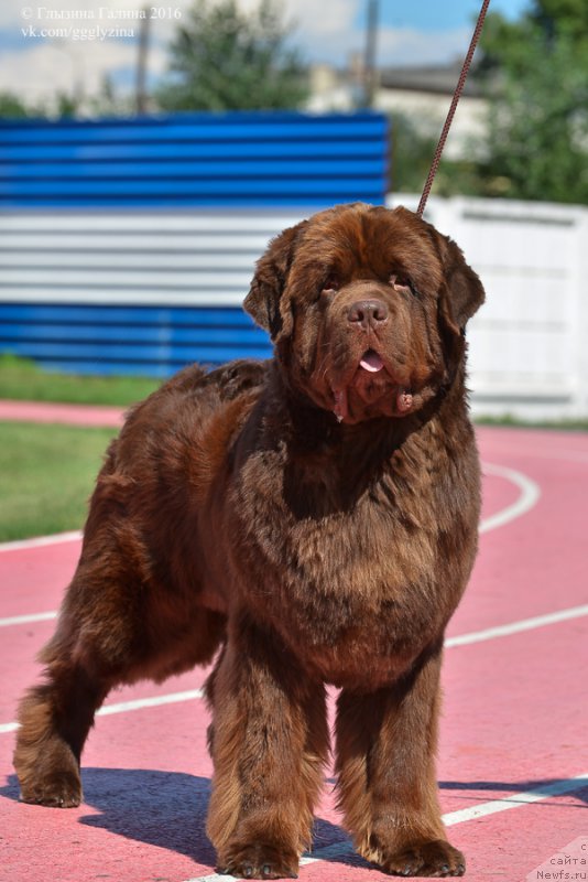Фото: ньюфаундленд Плюшевая Панда Гиоргио Беуерлу Хиллс (Plushevaya Panda Giorgio Beuerlu Hills)