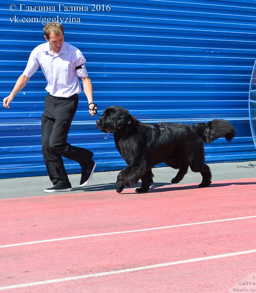 Фото: ньюфаундленд Дэнсинг Баттерфлай из Аркаима (Dancing Butterfly iz Arkaima)