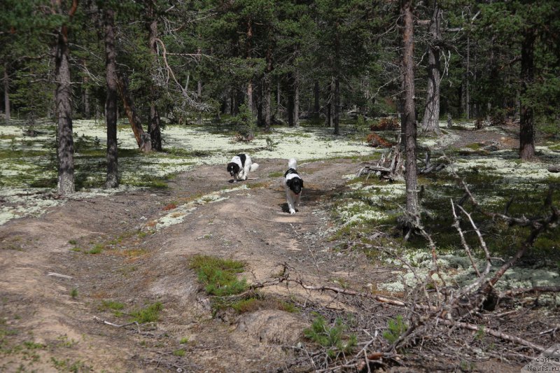 Фото: ньюфаундленд Бенджамин от Карельских Медведей