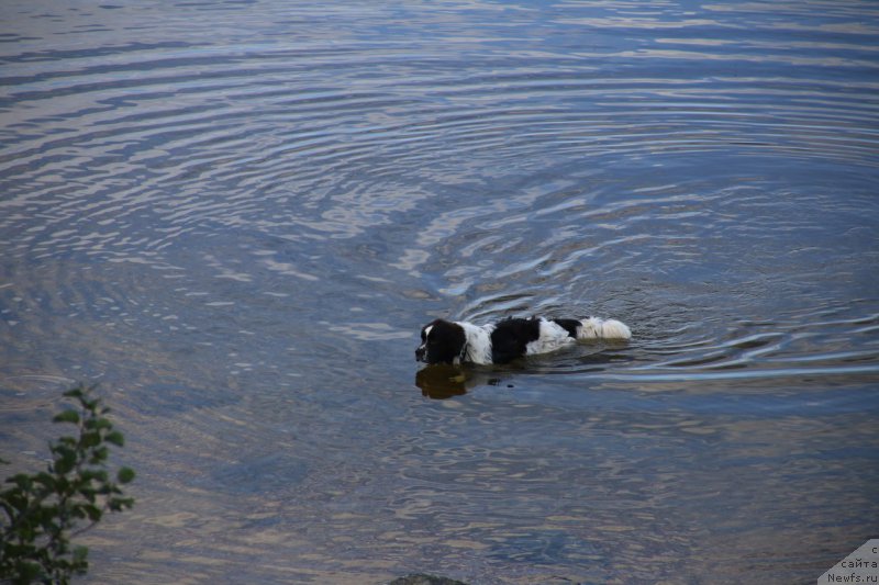 Фото: ньюфаундленд Беринг от Карельских Медведей