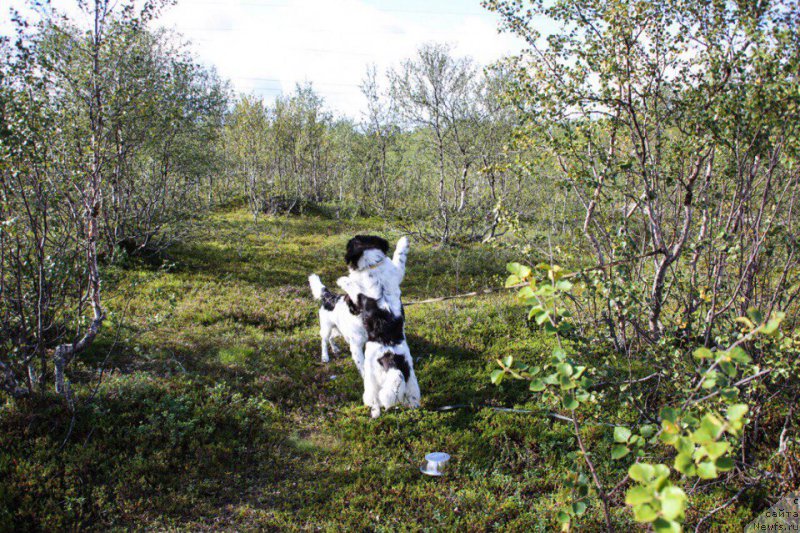 Фото: ньюфаундленд Беринг от Карельских Медведей