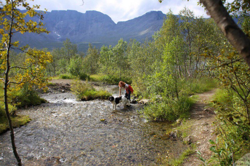 Фото: ньюфаундленд Беринг от Карельских Медведей