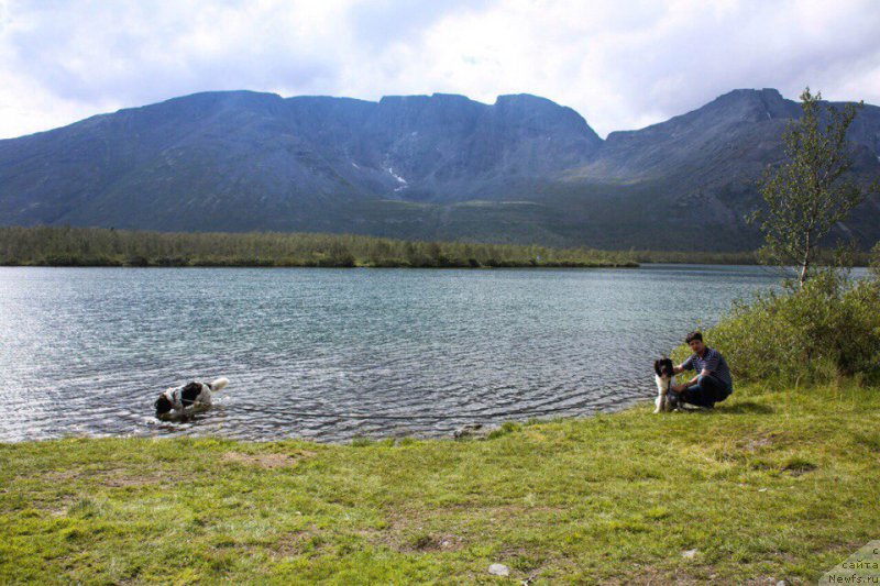 Фото: ньюфаундленд Бенджамин от Карельских Медведей