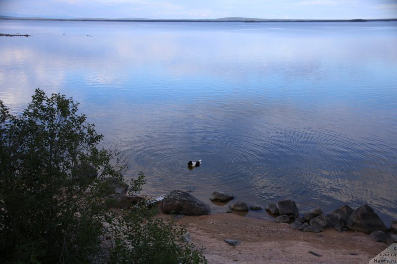 Фото: ньюфаундленд Бенджамин от Карельских Медведей