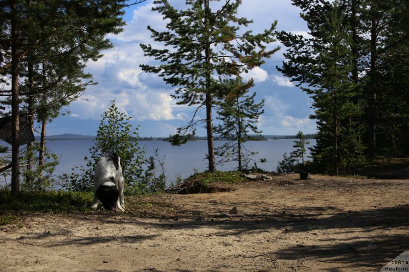 Фото: ньюфаундленд Бенджамин от Карельских Медведей