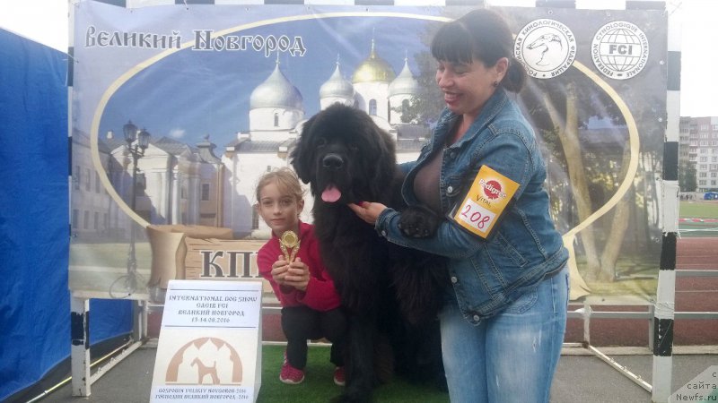 Фото: ньюфаундленд Черная Мафия Асе ин тхе Холе (Chernaya Mafia Ace in the Hole)