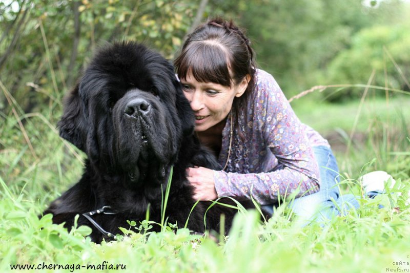 Фото: ньюфаундленд Черная Мафия Шорт анд Свеет (Chernaya Mafia Short and Sweet)