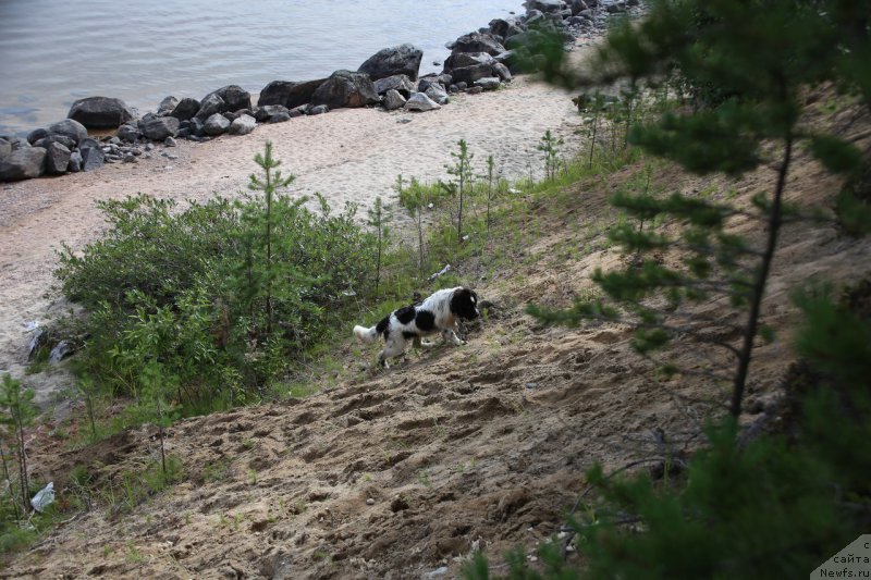 Фото: ньюфаундленд Беринг от Карельских Медведей