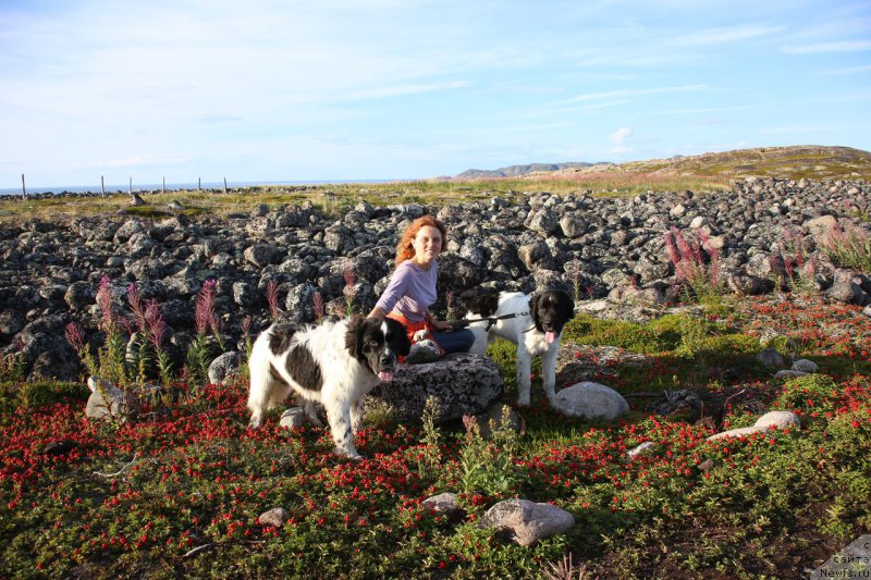 Фото: ньюфаундленд Беринг от Карельских Медведей