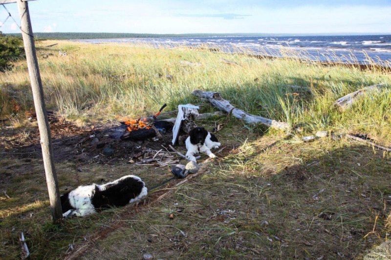 Фото: ньюфаундленд Бенджамин от Карельских Медведей
