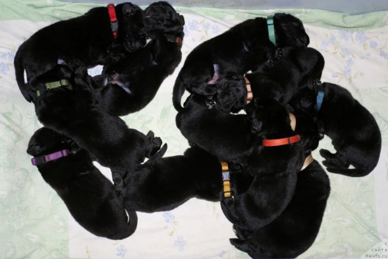 Фото: ньюфаундленд Черная Мафия Бреак Тхе Банк (Chernaya Mafia Break The Bank), ньюфаундленд Черная Мафия Блуес Ин Тхе Нигхт (Chernaya Mafia Blues In The Night), ньюфаундленд Черная Мафия Баск То Тхе Футуре (Chernaya Mafia Back To The Future), ньюфаундленд Черная Мафия Бреакинг Тхе Лав (Chernaya Mafia Breaking The Law), ньюфаундленд Черная Мафия Брингинг Гоод Луск (Chernaya Mafia Bringing Good Luck), ньюфаундленд Черная Мафия Бе Коол (Chernaya Mafia Be Cool), ньюфаундленд Черная Мафия Биг Банг Тхеору (Chernaya Mafia Big Bang Theory), ньюфаундленд Черная Мафия Беауту Беуонд Сенсес (Chernaya Mafia Beauty Beyond Senses), ньюфаундленд Черная Мафия Балл оф Фире (Chernaya Mafia Ball of Fire), ньюфаундленд Черная Мафия Бласкберру Блоссом (Chernaya Mafia Blackberry Blossom), ньюфаундленд Черная Мафия Бекаусе И Ам Вортх Ит (Chernaya Mafia Because I Am Worth It)