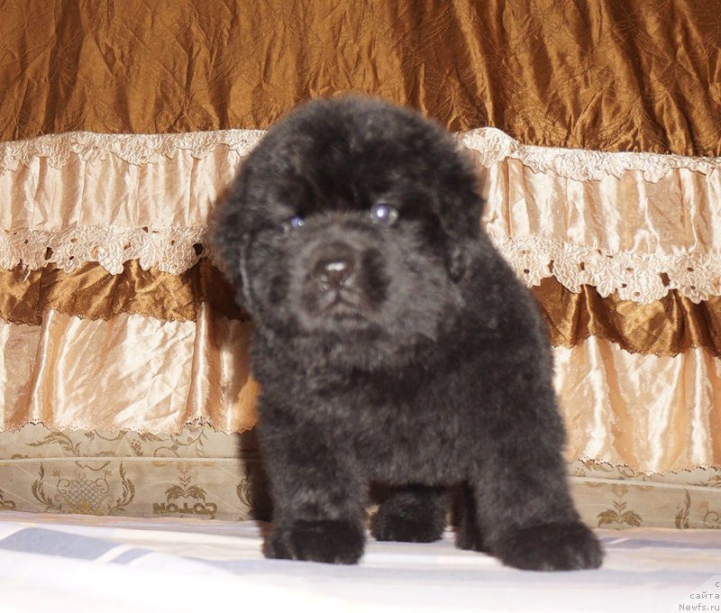 Фотография № 212097