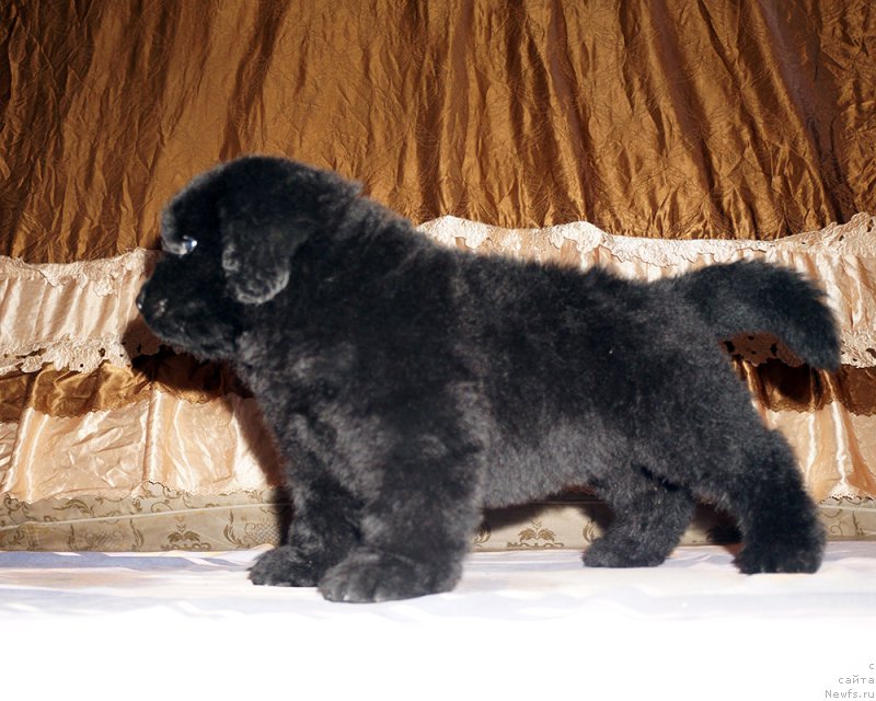 Фотография № 212099