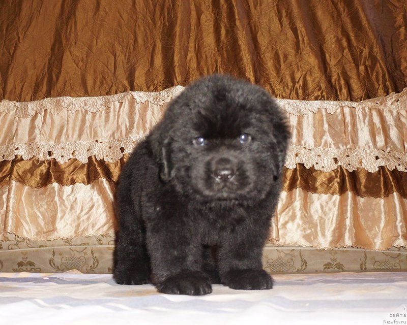 Фотография № 212100